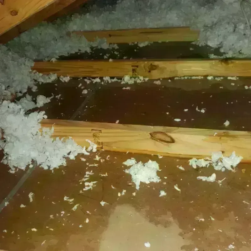 Attic Water Damage in Fish Hawk, FL