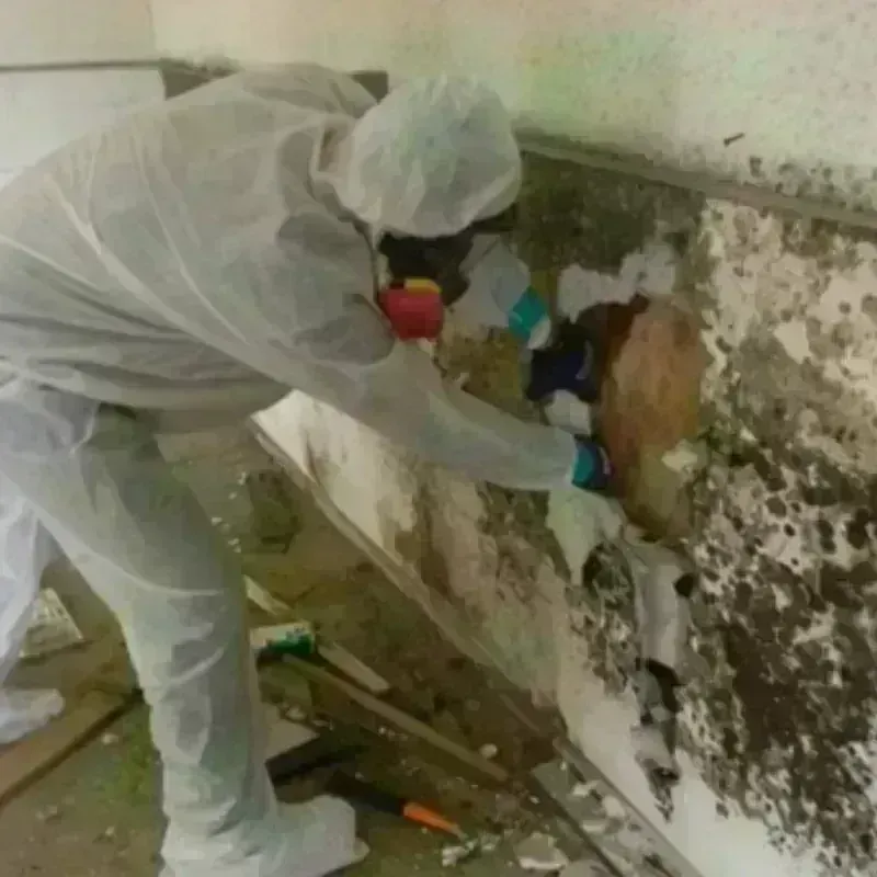 Mold Remediation and Removal in Fish Hawk, FL